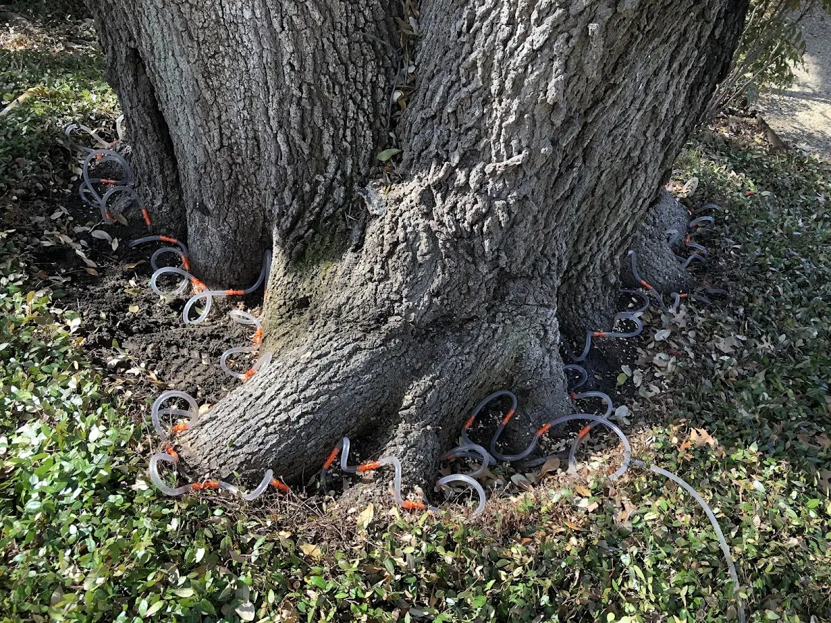 Detailed Tree Cabling and Bracing job site in Mahopac Falls