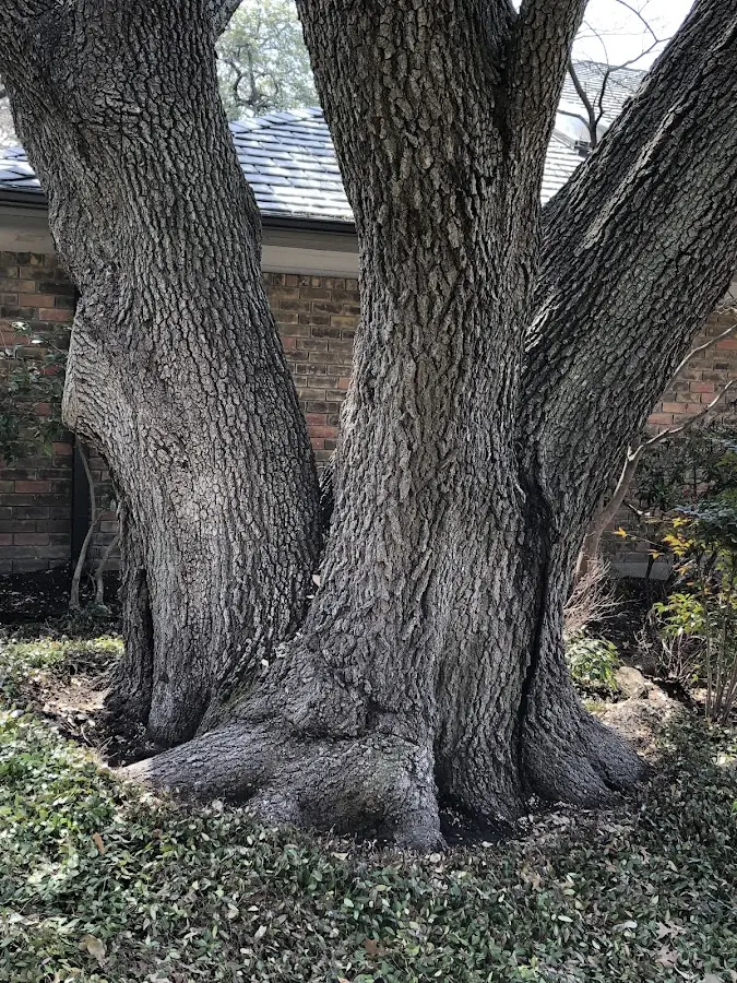 Mature heritage tree close to a Mahopac Falls property cared for by certified arborists